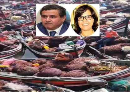 مجهودات وزارة الصيد البحري و تدابير الوقاية تنعش موسم جني الطحالب بإقليم الجديدة